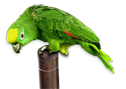 parrot